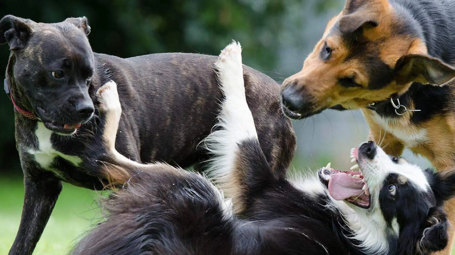 Si algo puede causar ternura en más de una persona, son las acciones de los animales, específicamente de los perritos